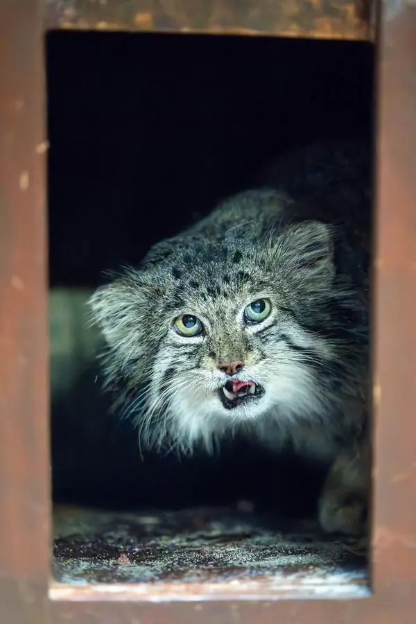 A photograph of Klyon in Ueno Zoological Gardens