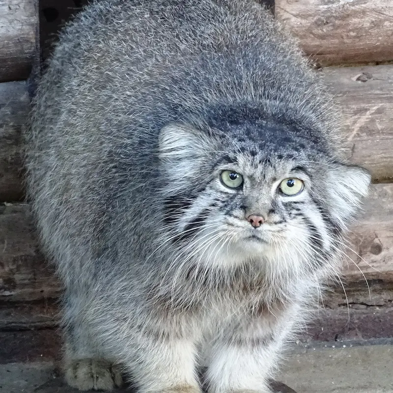 A photograph of Bjorn in Riga Zoo