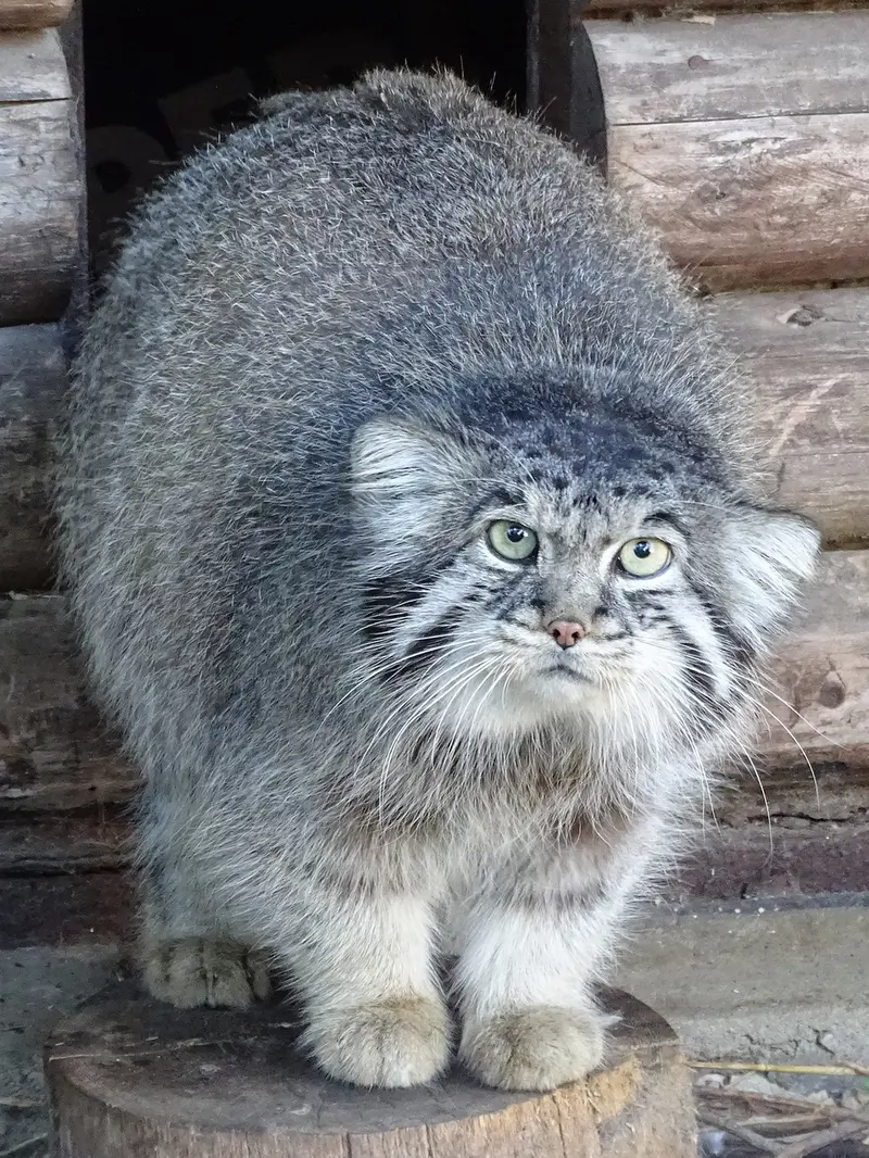 A photograph of Bjorn in Riga Zoo