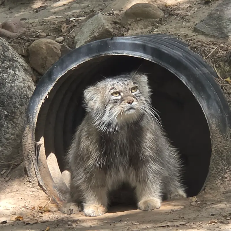 A photograph of Tai Chi in Pueblo Zoo