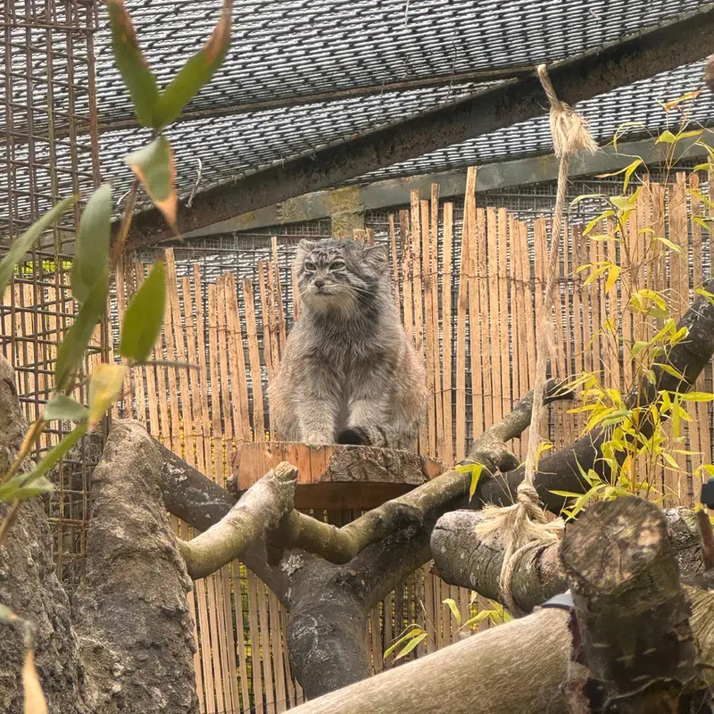 A photograph of Akiko in Edinburgh Zoo