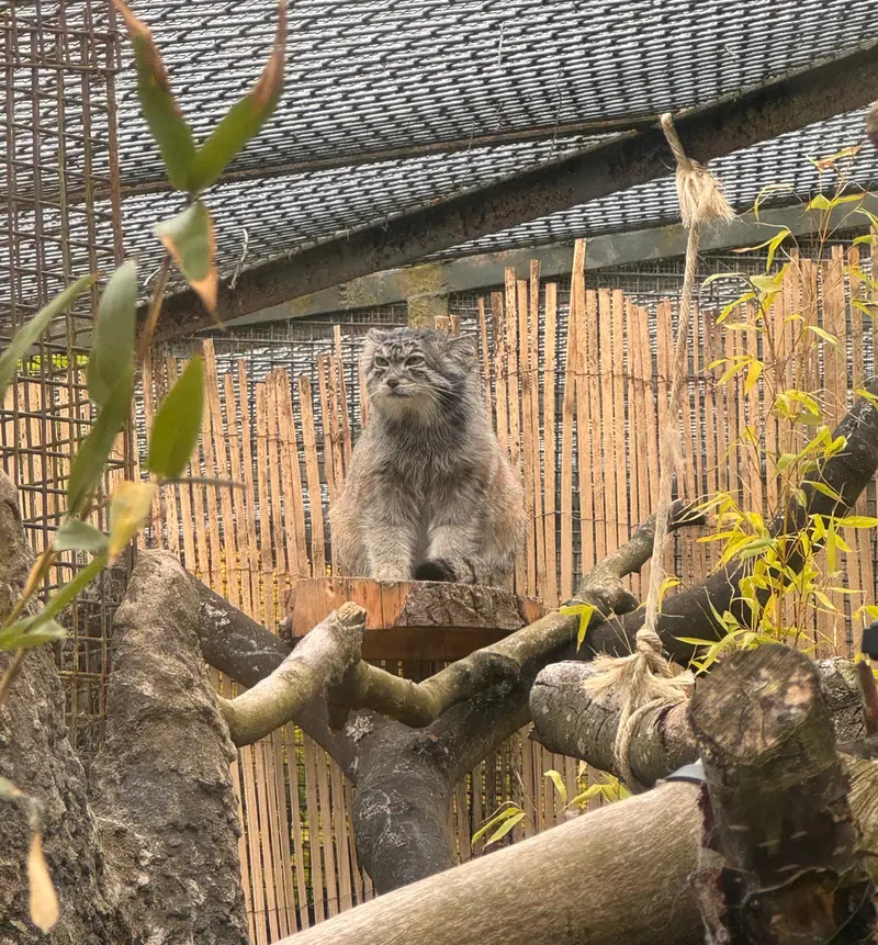 A photograph of Akiko in Edinburgh Zoo