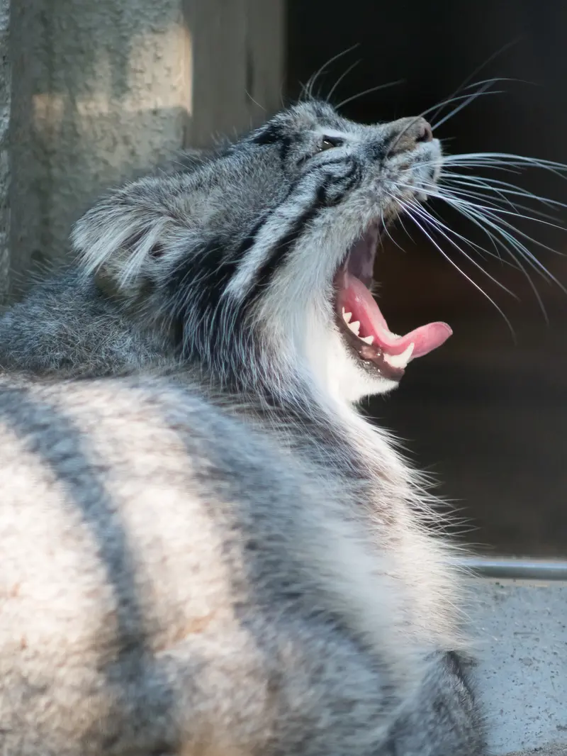 A photograph of Figa in Nogeyama Zoo
