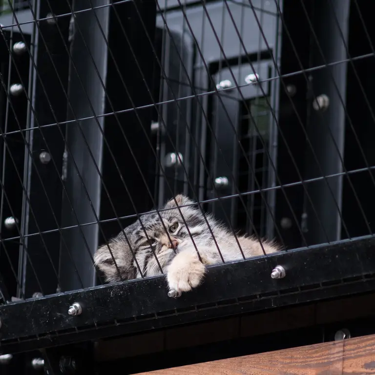A photograph of Grusha in Asahiyama Zoo