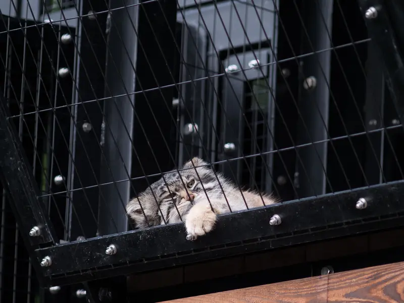 A photograph of Grusha in Asahiyama Zoo