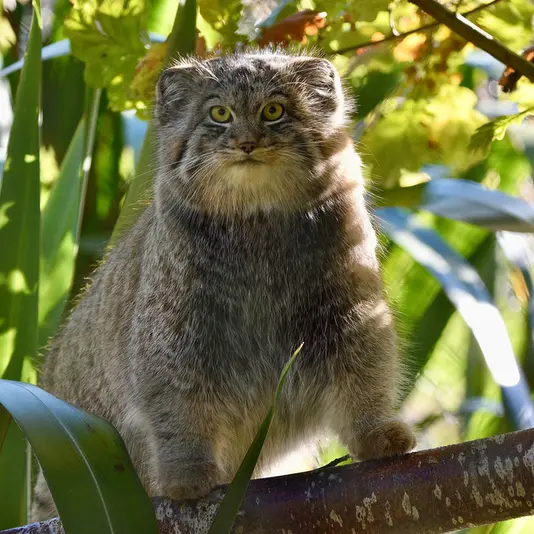A photograph of Altai in Port Lympne Wild Animal Park