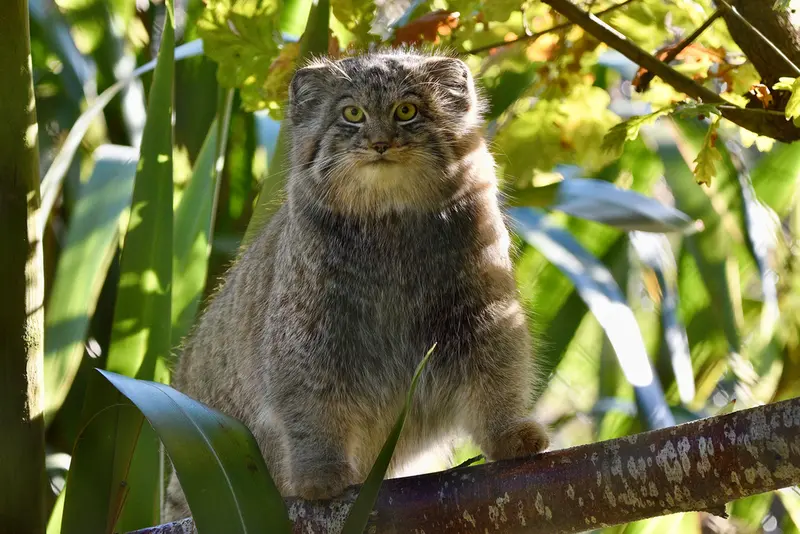 A photograph of Altai in Port Lympne Wild Animal Park