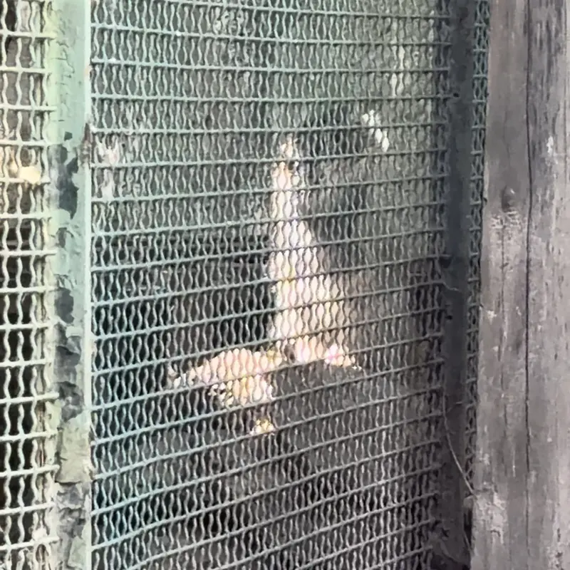 A photograph of a Pallas's cat in Budapest Zoo & Botanical Garden