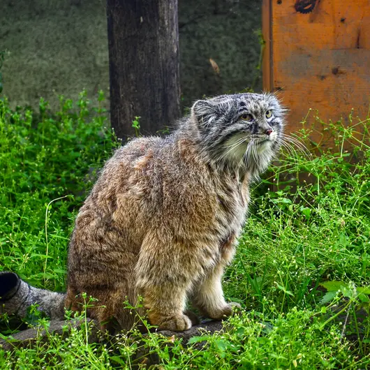 A photograph of Bohus in Budapest Zoo &amp; Botanical Garden