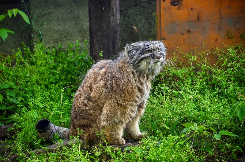 A photograph of Bohus in Budapest Zoo &amp; Botanical Garden