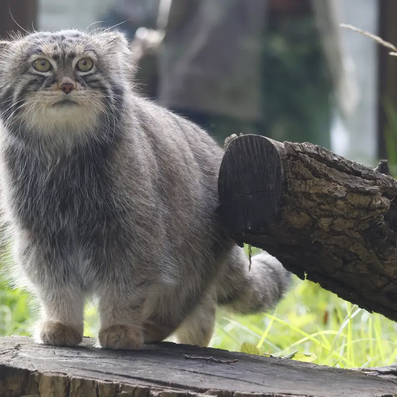 A photograph of Timofey in Moscow zoo