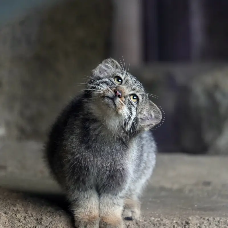 A photograph of Nagi in Kobe Animal Kingdom