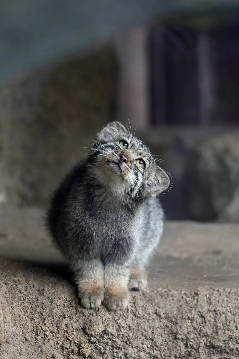 A photograph of Nagi in Kobe Animal Kingdom
