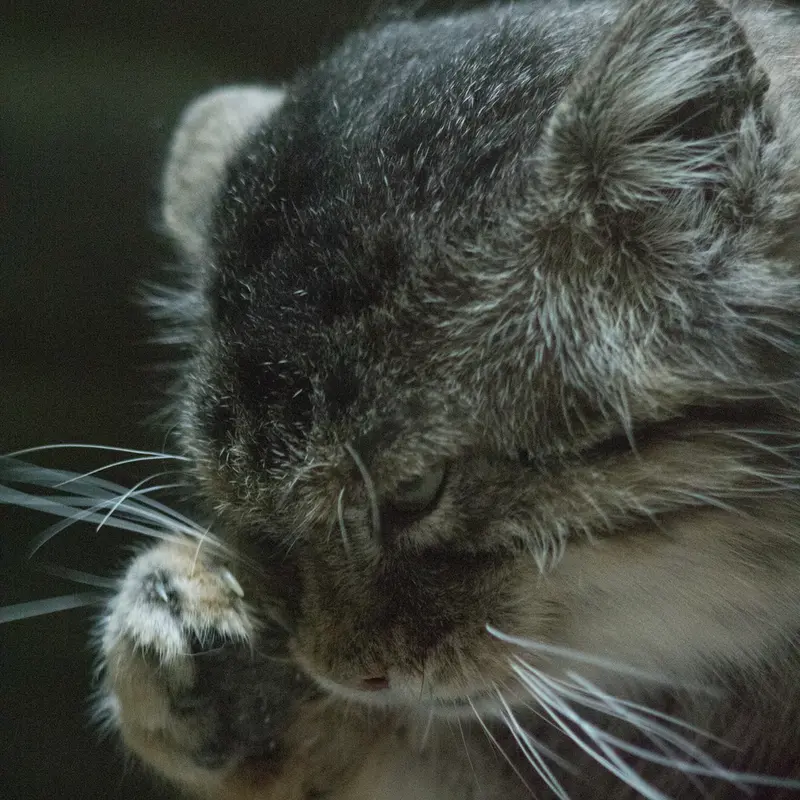 A photograph of Primula in Ueno Zoological Gardens