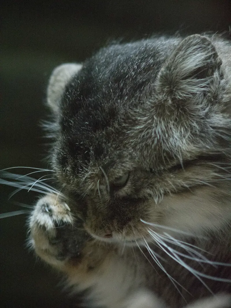 A photograph of Primula in Ueno Zoological Gardens