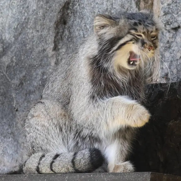 A photograph of a Pallas's cat in Moscow zoo