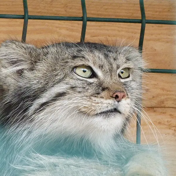 A photograph of Pepe in Barnaul zoo “Lesnaya skazka”