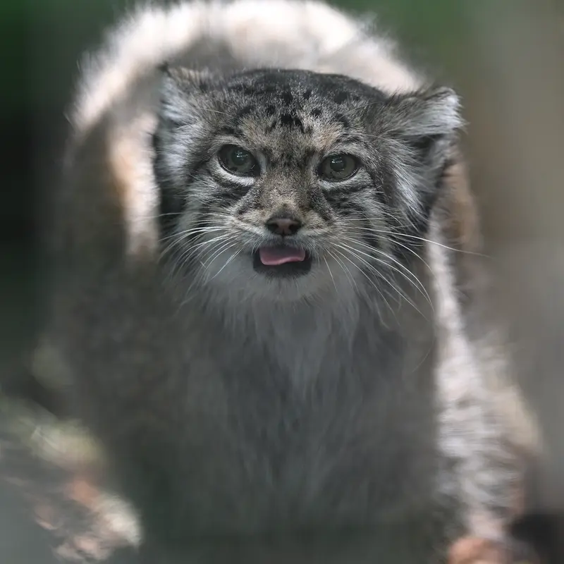 A photograph of Honey in Higashiyama Zoo and Botanical Gardens