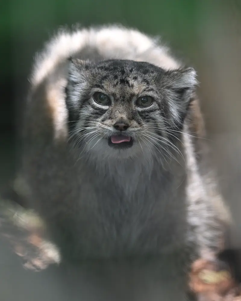 A photograph of Honey in Higashiyama Zoo and Botanical Gardens