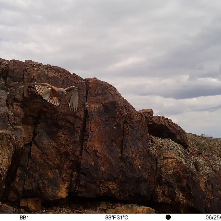 A photograph of Lesser kestrel from Aktas-Kunkora [new] camera trap