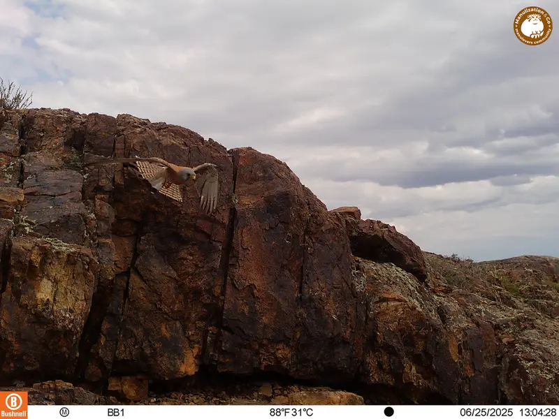 A photograph of Lesser kestrel from Aktas-Kunkora [new] camera trap