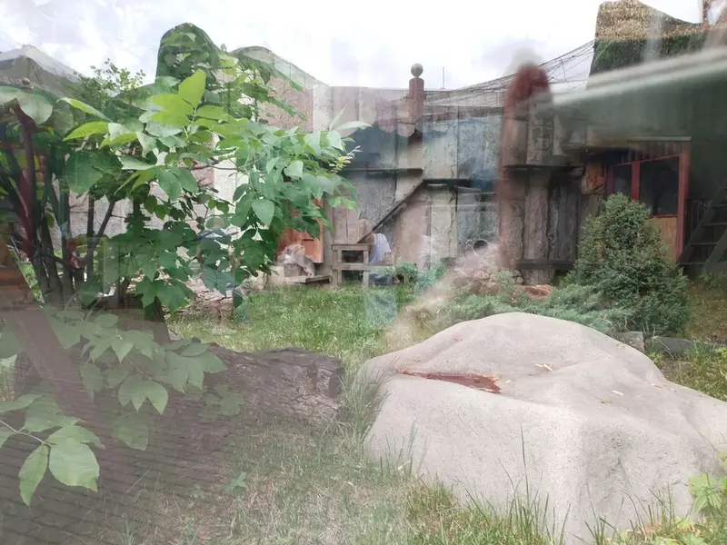 A photograph of Timofey in Moscow zoo