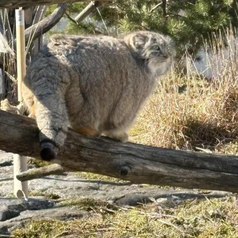 A photograph of Mimi in Korkeasaari Zoo