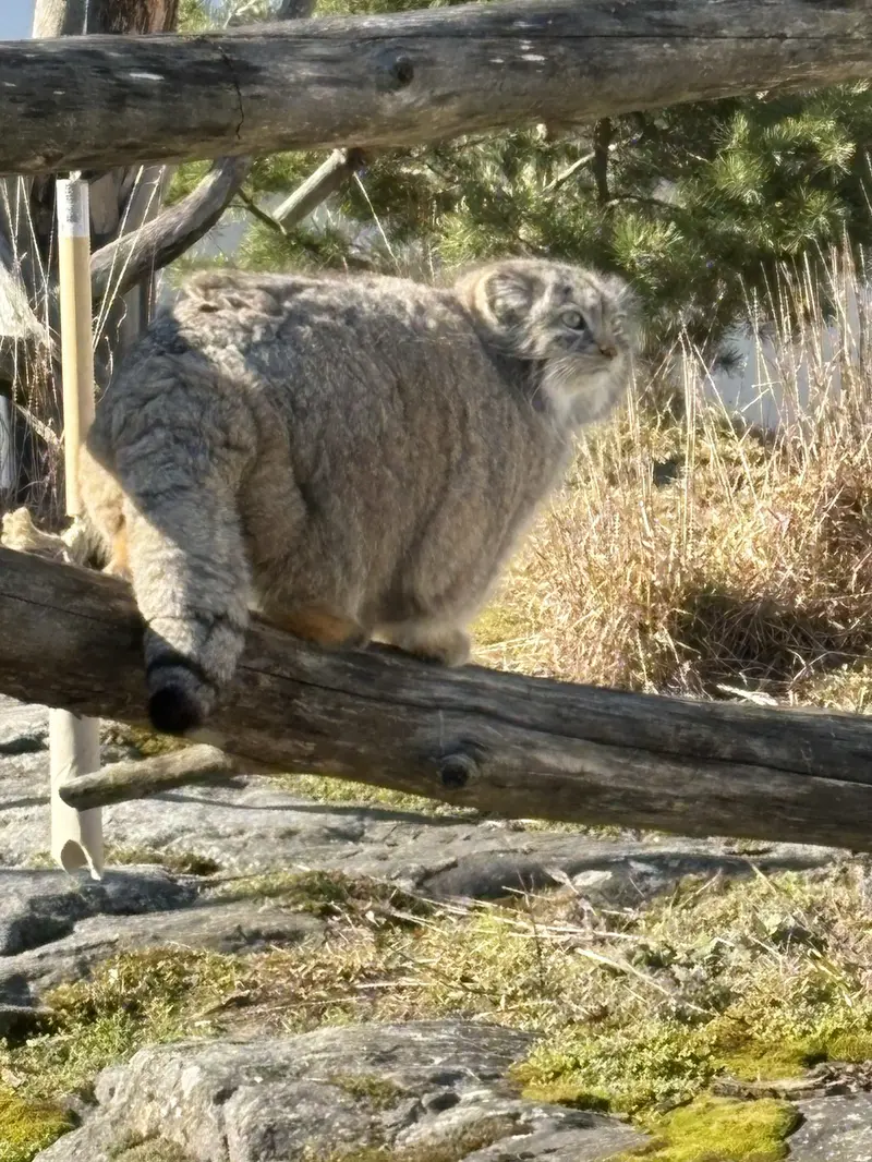 A photograph of Mimi in Korkeasaari Zoo