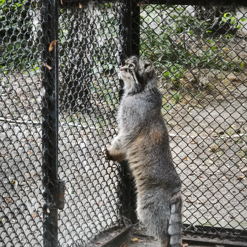 A photograph of George in Novosibirsk Zoo
