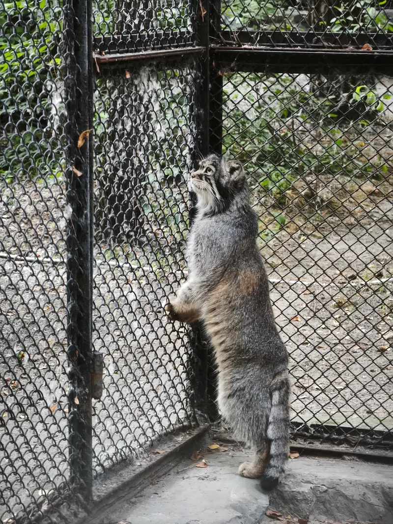 A photograph of George in Novosibirsk Zoo