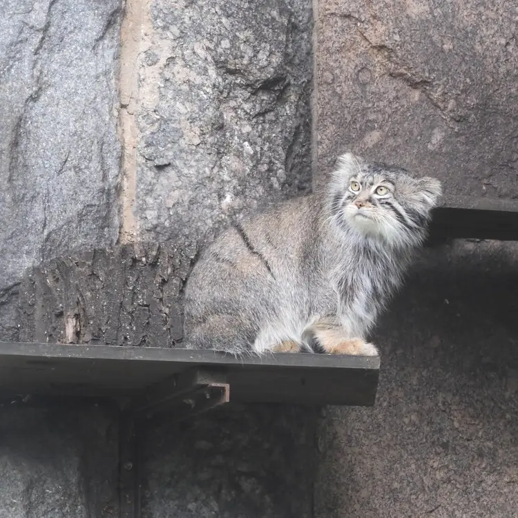 A photograph of a Pallas's cat
