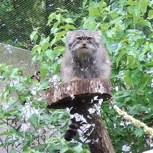 A photograph of Ewok in Tregomeur Zoo