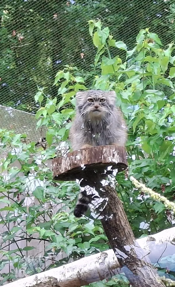 A photograph of Ewok in Tregomeur Zoo