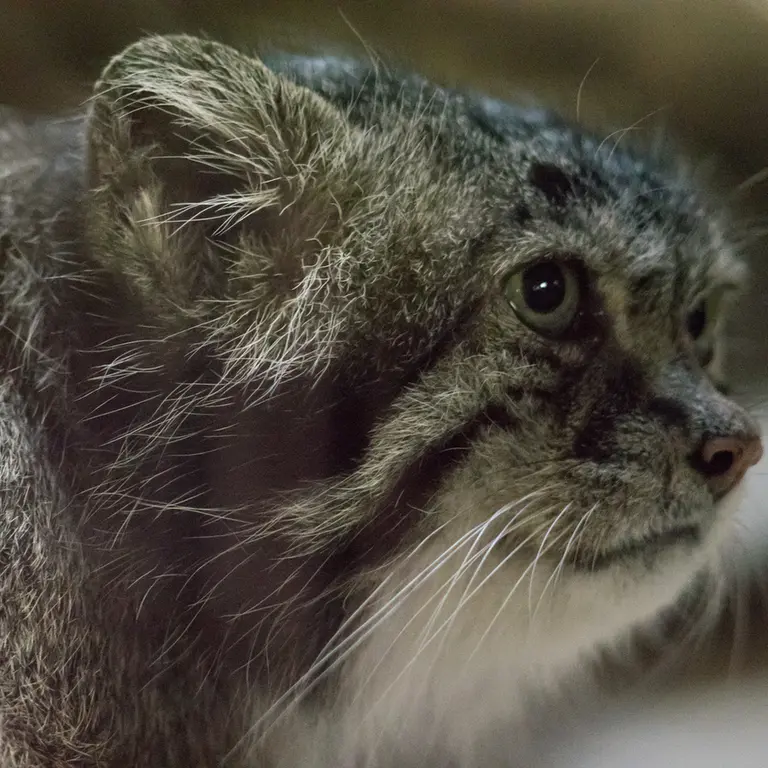 A photograph of Klyon in Ueno Zoological Gardens