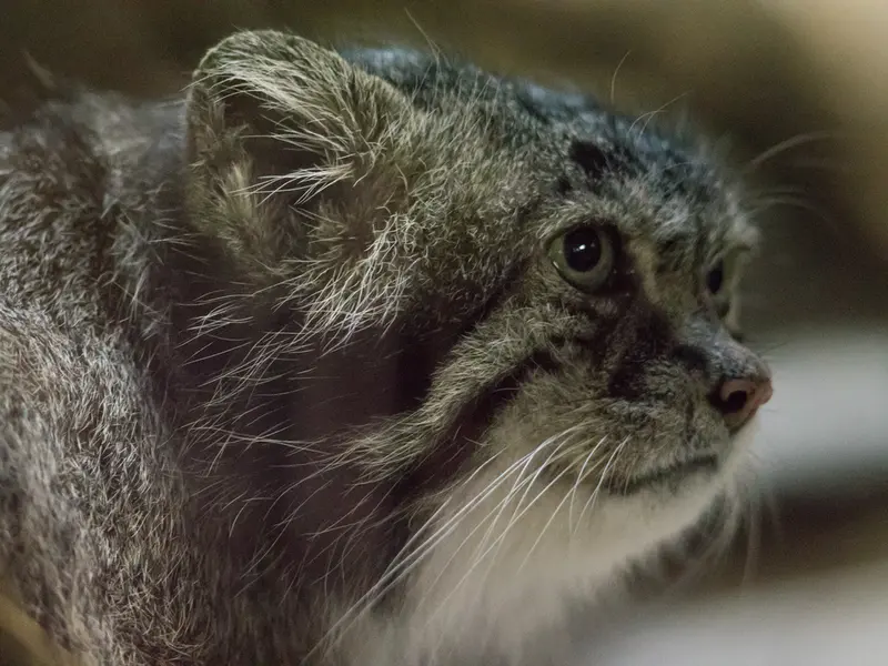 A photograph of Klyon in Ueno Zoological Gardens