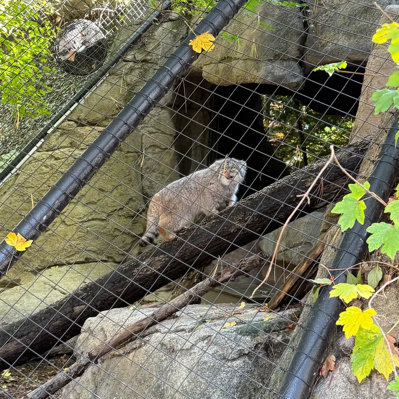 A photograph of Mushu in Cincinnati Zoo