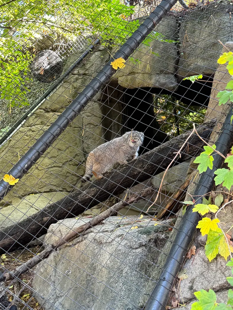 A photograph of Mushu in Cincinnati Zoo