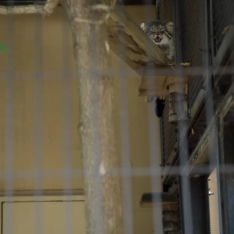 A photograph of Hide in Asahiyama Zoo