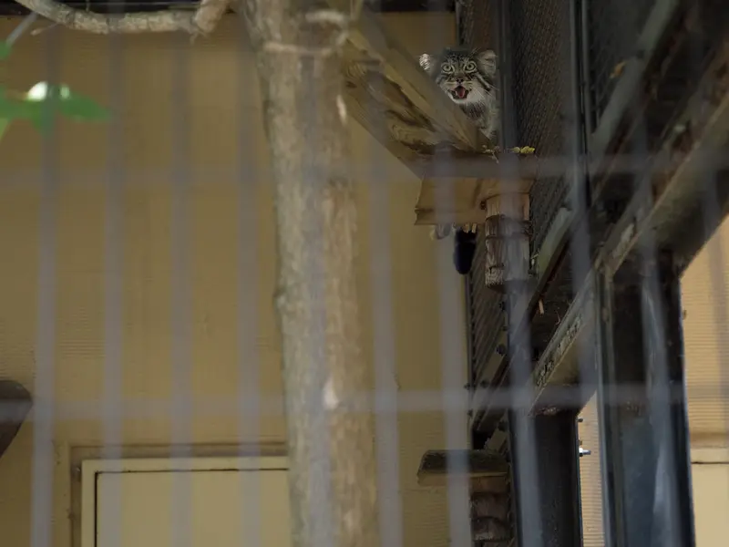 A photograph of Hide in Asahiyama Zoo