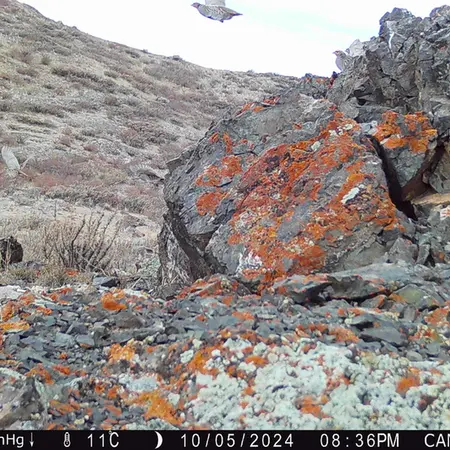 A photograph of Grey partridge from Zhilandy camera trap