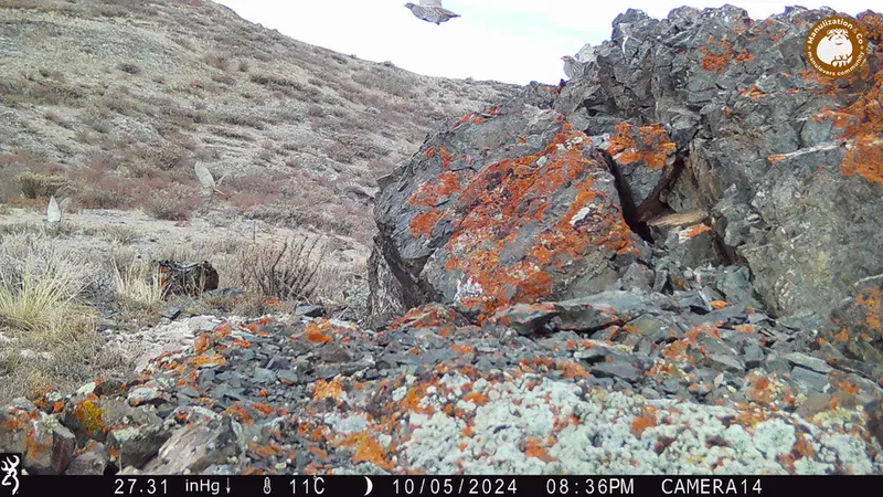 A photograph of Grey partridge from Zhilandy camera trap