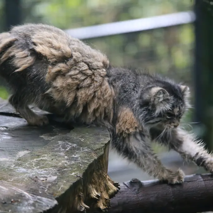 A photograph of Pazzo in Łódź Zoo