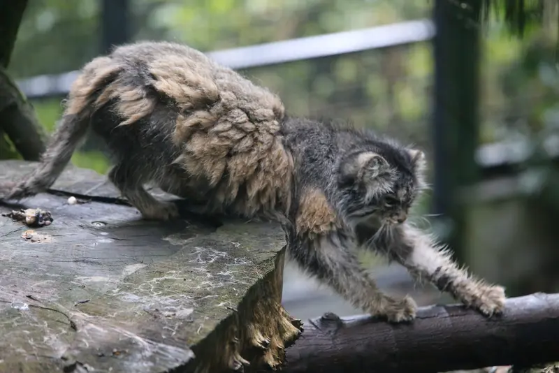 A photograph of Pazzo in Łódź Zoo