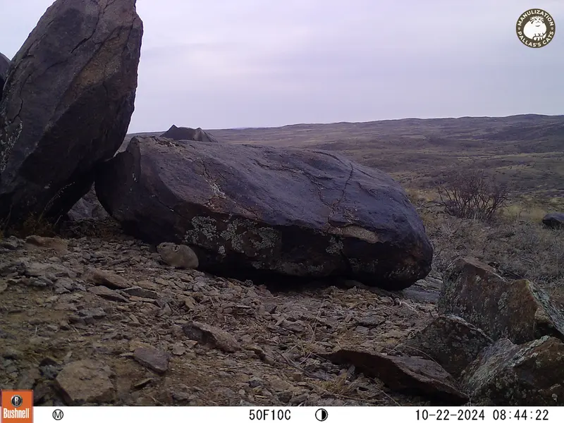 A photograph of Kazakh pika from Koshkar camera trap