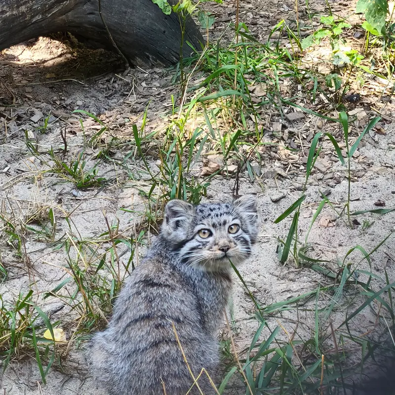 A photograph of Kitten of Eve b.2026 Ⅱ in Novosibirsk Zoo