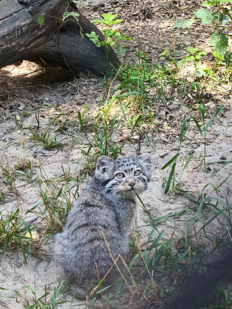 A photograph of Kitten of Eve b.2026 Ⅱ in Novosibirsk Zoo