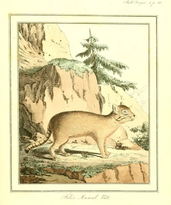 A photograph of a Pallas's cat