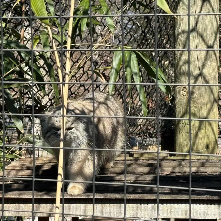 A photograph of Ceba in Smithsonian's National Zoo
