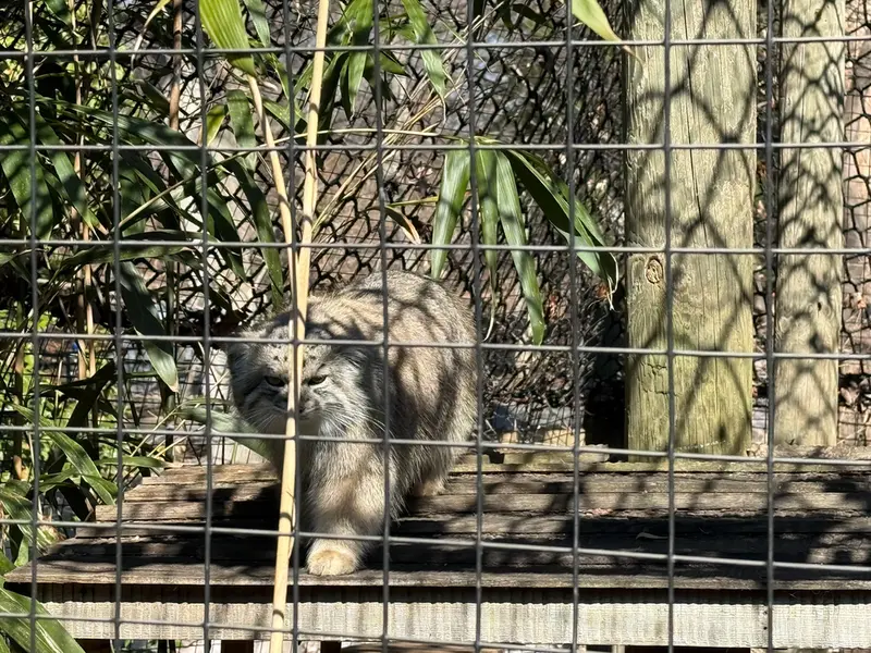 A photograph of Ceba in Smithsonian's National Zoo