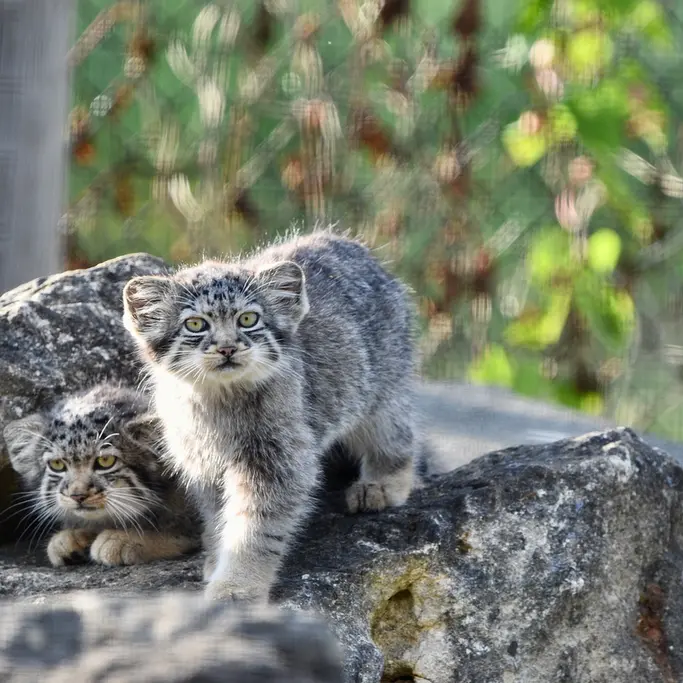 A photograph of a Pallas's cat in Port Lympne Wild Animal Park